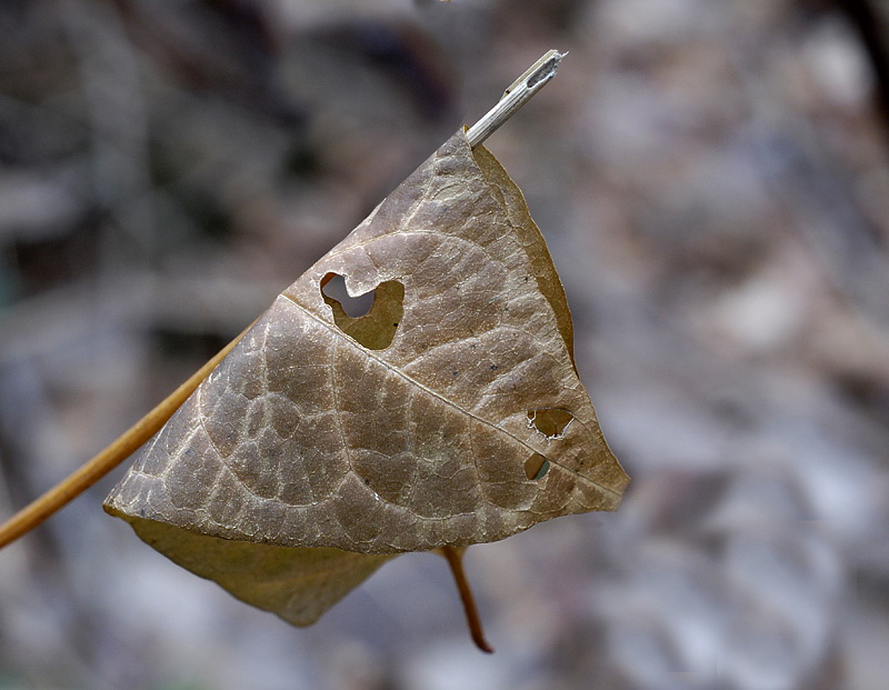 Blatt_DSC2117 Kopie.jpg   26.04.jpg